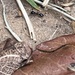 photo of Little Black Ant (Monomorium minimum)