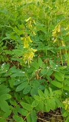 Astragalus saralensis