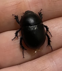 Sericotrupes niger
