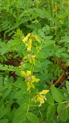 Astragalus saralensis