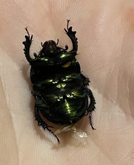 Sericotrupes niger