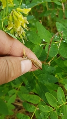 Astragalus saralensis