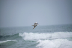 Thalasseus sandvicensis