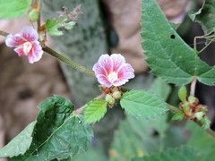 Melochia nodiflora