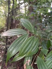 Cinnamomum subavenium