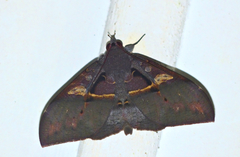 Ischyja inferna