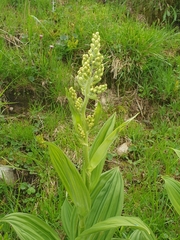Veratrum album