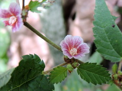 Melochia nodiflora