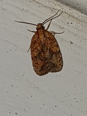 Agonopterix robiniella