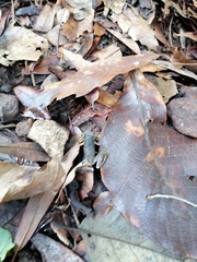 Exerodonta smaragdina