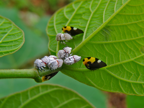 Mexican Treehopper