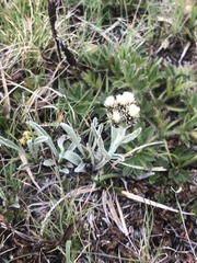 Antennaria carpatica