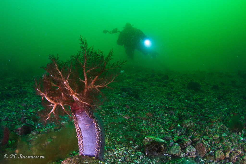 Reddish Brown Sea Cucumber