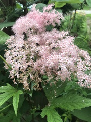Filipendula rubra