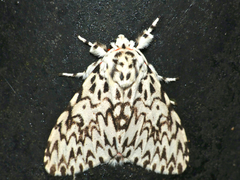 Lymantria singapura