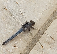 Orthetrum coerulescens