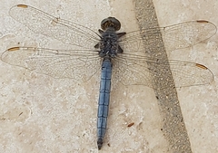 Orthetrum coerulescens