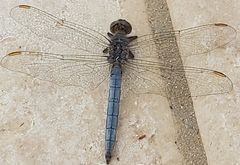 Orthetrum coerulescens