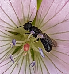 Chelostoma