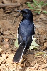 Copsychus saularis ceylonensis