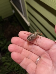 Polyphylla variolosa