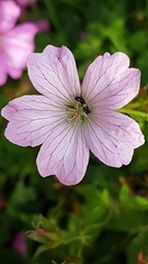 Chelostoma