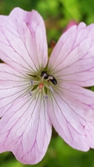 Chelostoma