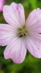 Chelostoma