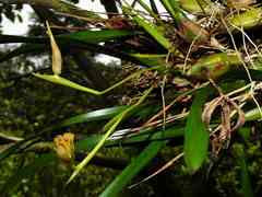 Maxillaria subrepens