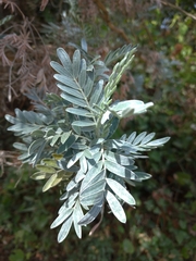 Anthyllis barba-jovis