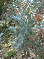 Anthyllis barba-jovis