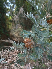 Anthyllis barba-jovis