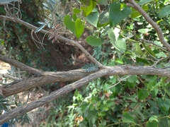 Anthyllis barba-jovis