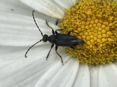Typocerus lugubris