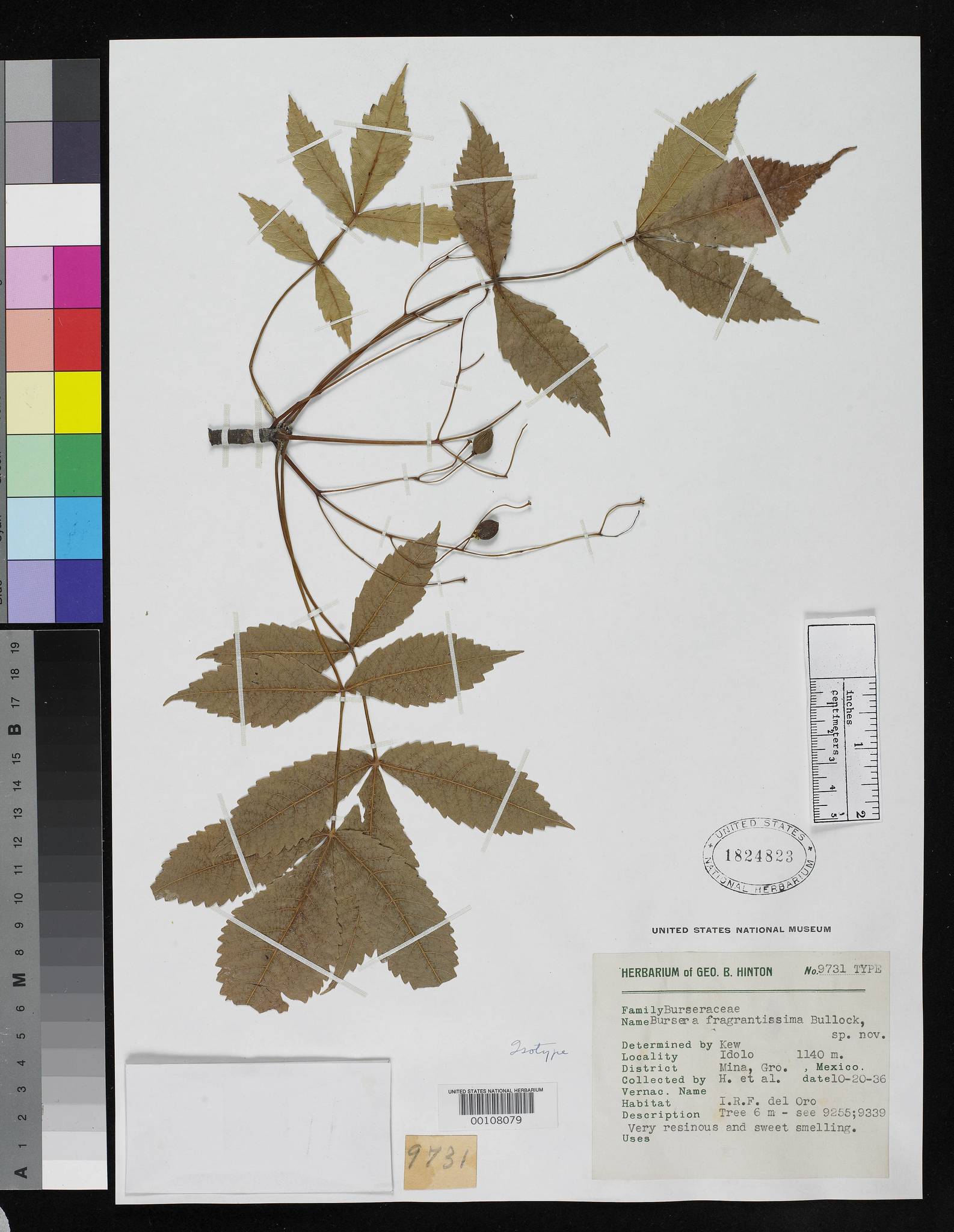 Bursera fragrantissima Bullock