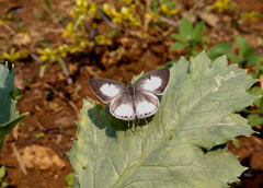 Hypolycaena kina