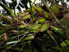 Maxillaria subrepens