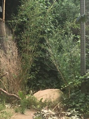 Caracal