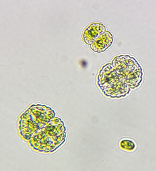 Desmidiaceae