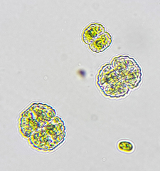 Desmidiaceae