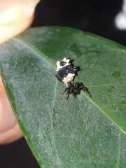 Micrathena horrida