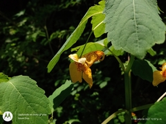Impatiens mexicana