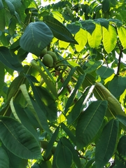 Juglans mandshurica