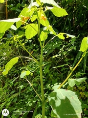 Impatiens mexicana