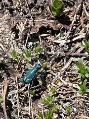 Cicindela depressula