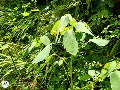 Impatiens mexicana