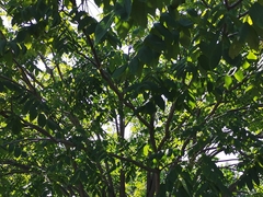 Juglans mandshurica
