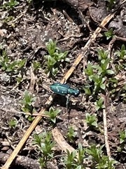 Cicindela depressula