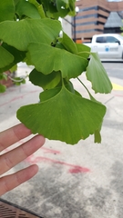 Ginkgo biloba