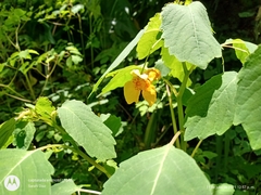 Impatiens mexicana